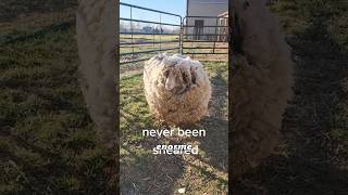 Shear The Wool