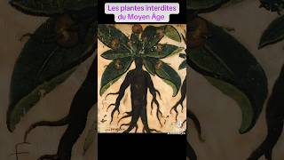 Les Plantes Interdites Du Moyen Âge Mandragore & Belladone