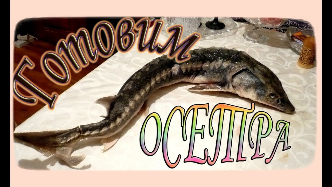 Как приготовить осётра в домашних условиях 157 Как приготовить осётра в домашних условиях 187