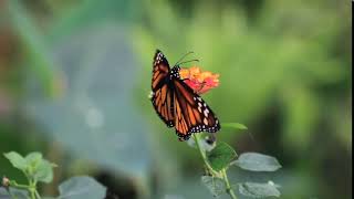 Cutest Erfly Nature N Flower Whatsapp Status Video 2019 Cute Status 16