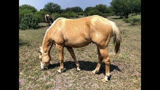 RANCHOLAROSA. GUNNER WITH ICE FIRE DE GUNNER ON ICE 2017#CUARTODEMILLA