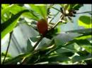 Mysterious Miracle Fruit Tree Berry Turn Sour to Sweet