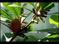 Mysterious Miracle Fruit Tree Berry Turn Sour to Sweet