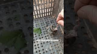 Bilasizmi Bu Qanday Qush Bolasi?
