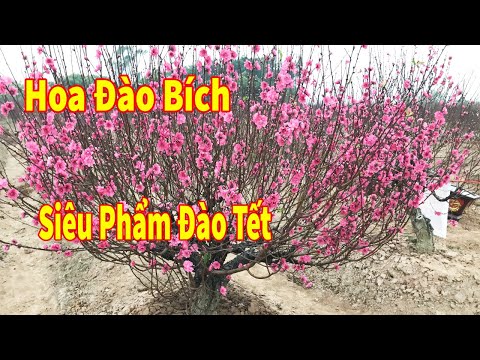 Siêu Phẩm Đào Tết 2021 | Vườn Hoa Đào Bích tuyệt đẹp của Chú Nam phục vụ tết nguyên đán 2021