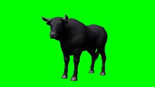 Bull Green Screen
