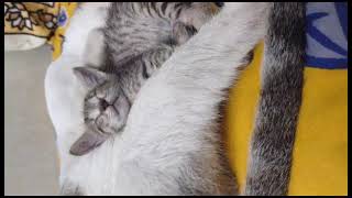 Mother Sleeping N Daughter Enjoying Mothers Warmth.
