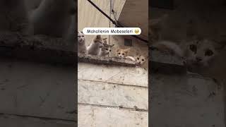 Mahallenin Ürkek Canları