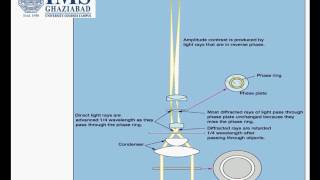 Phase contrast microscope