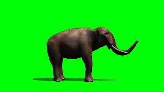 Green Screen Elephant