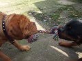 Rottweiler v Dogue de Bordeaux v Child