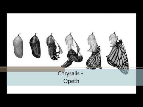 Chrysalis Video