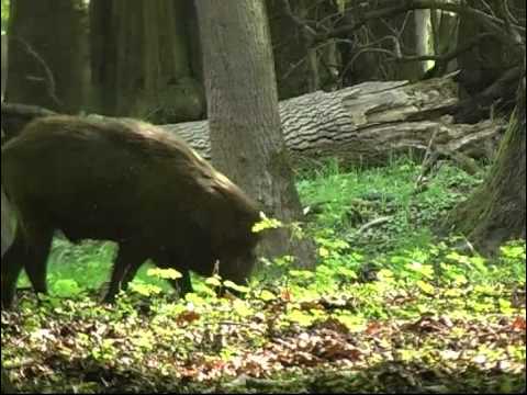 Lončáci
