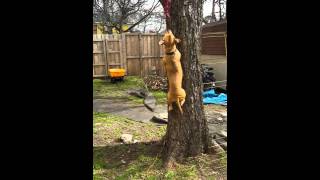 Pit Bull Climbing A Tree