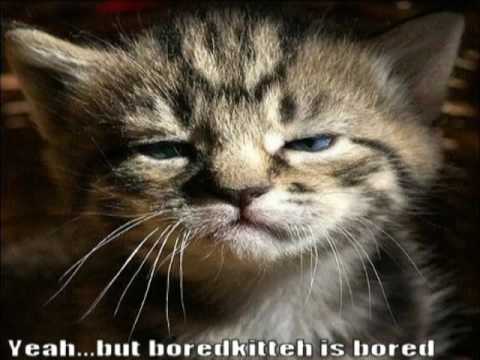 you tube funny cats. Very Funny Cats 47