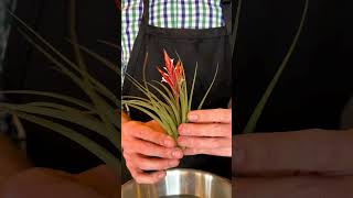 Plant Highlight: Tillandsia