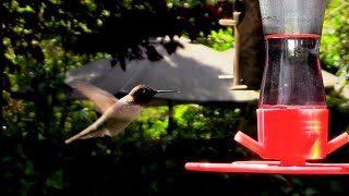 Hummingbirds "Over the Rainbow"