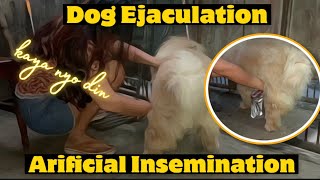Artificial Insemination | Dog Ejaculation | How to Ejaculate Dog for Artificial 