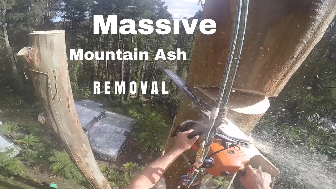 Epic Tree Removal POV in 150 Feet Height