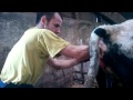Holstein friz születése hq