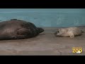 Grey Seal Pup Born at Brookfield Zoo