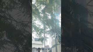 Dicloride Jal Shudhikaran