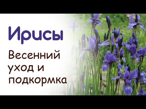 Посадка подкормка и уход за ирисами Посадка подкормка и уход за ирисами