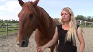Hierarchy - an important step. When Horses Choose. Mia Lykke Nielsen