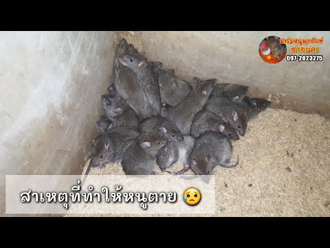 หนูตายโดยไม่ทราบสาเหตุในช่วงฤดูหนาว