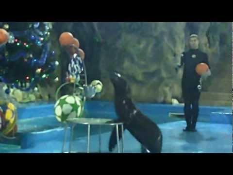 PICT0194.AVI Харьковский дельфинарий