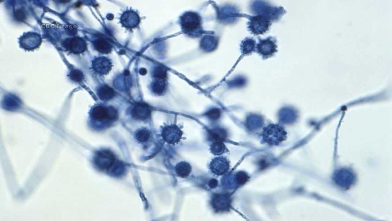 Fungal Pathogens: Part 2 of 2 - YouTube