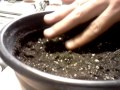 Planting marijuana seeds
