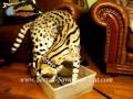 African Serval Cat fishing, F1 savannah kittens for sale sire Serval Cat