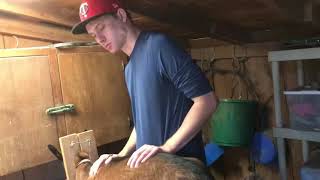 Zlatehs Kinder Artificially Inseminate A Dairy Goat Voodoo