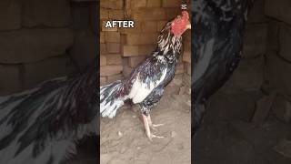 Pure Mainwali High Quality Cheena Aseel Murga