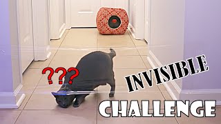 My Russian Blue Cat Reacts To The Invisible Challenge 2022