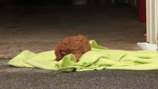 Mini Poodle Puppies For Sale Samuel E Fisher
