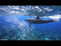 利島のドルフィンスイム  黒潮の海を泳ぐ野生イルカたち
