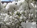 Azalea Pollination