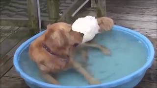 strange friendship dog videos