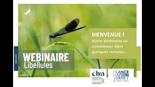 Webinaire Spécial Libellules Découverte Et Identification Des Odonates De Bourgogne-Franche-Comté