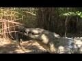 Predators vs Alligator Hatchlings 0302 - Crocodilians - Time Lapse