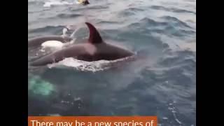 A New Orca Species May Have Been Discovered