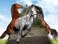 Happy birthday song horse - Humor & Fun ecards - Birthday Greeting Cards Happy birthday song horse - Humor & Fun ecards - Birthday Greeting Cards