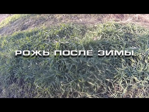 После картофеля сажаем рожь 767