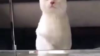 💗Aww - Funny and Cute Dog and Cat Compilation 2020💗 #1 - CuteVN