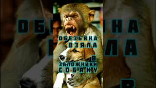 Обезьяна Взяла В Заложники Собаку ★★★★★ #Shorts