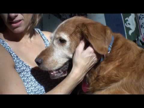 golden retriever puppies mn. Kaycee: From Puppy Mill to