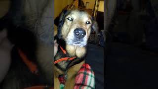 Barney Dog
