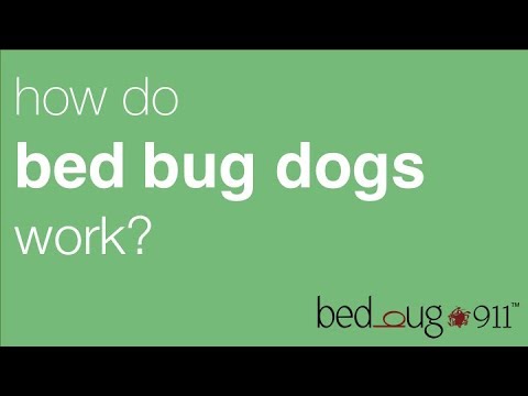 Bed Bug Dog Inspection | BedBug911
